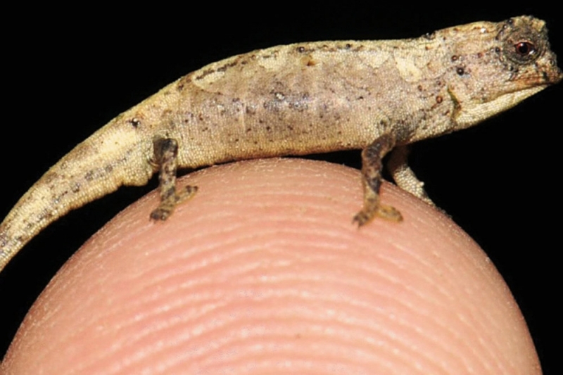 Самую маленькую рептилию Земли нашли на Мадагаскаре