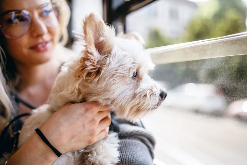Как путешествовать в поезде с собакой или кошкой