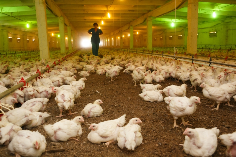 ФАС начала внеплановые проверки производителей куриного мяса и яиц