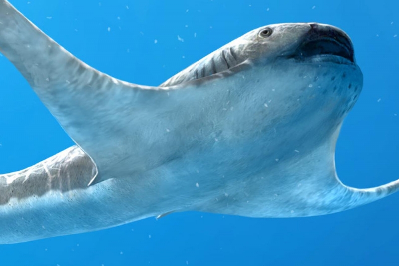 Палеонтологи нашли в Мексике древнюю крылатую акулу