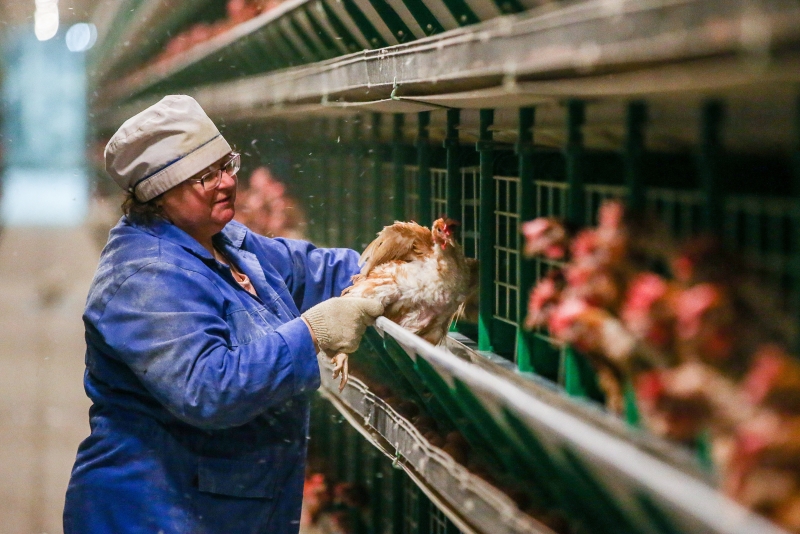 Минсельхоз поддержит птицеводов для сдерживания цен на мясо и яйца